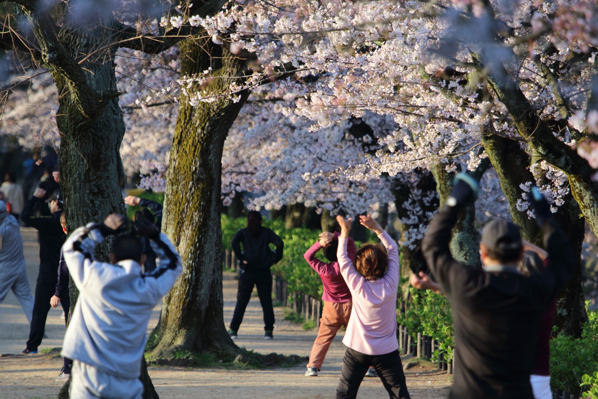 元気なシニアをイメージさせるようなシニアの方が数名で桜の木の下で体操をしている写真